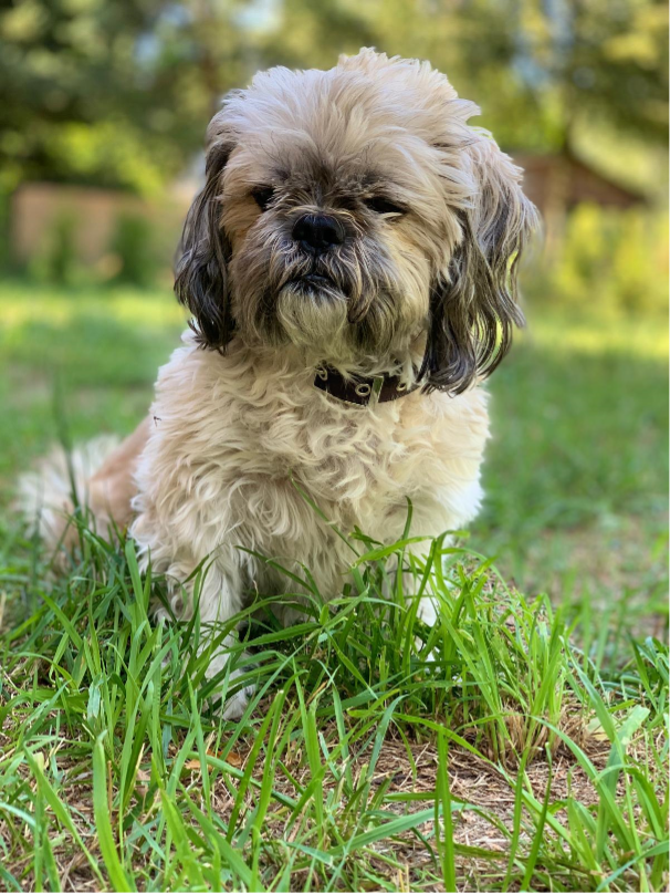 Pies po adopcji boi się? Jak zbudować zachowanie krok po kroku.
