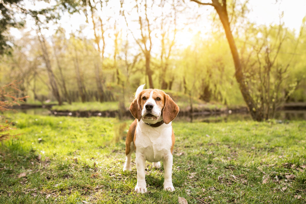 Beagle nie słucha – dlaczego ignoruje komendy i co zrobić?