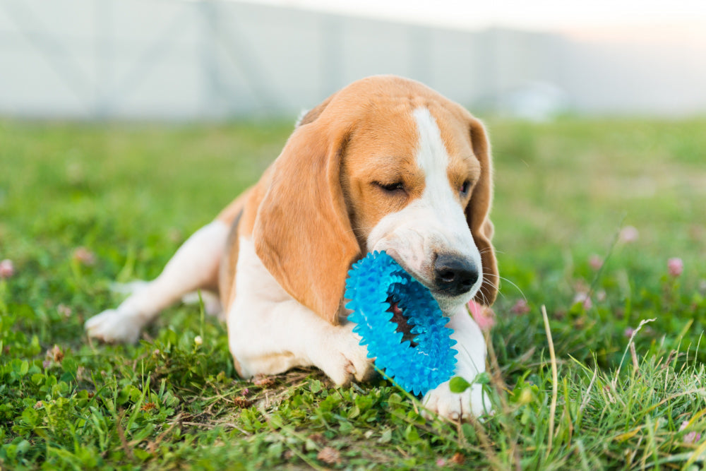 Ile ruchu potrzebuje beagle? Spacer, węszenie i zabawa